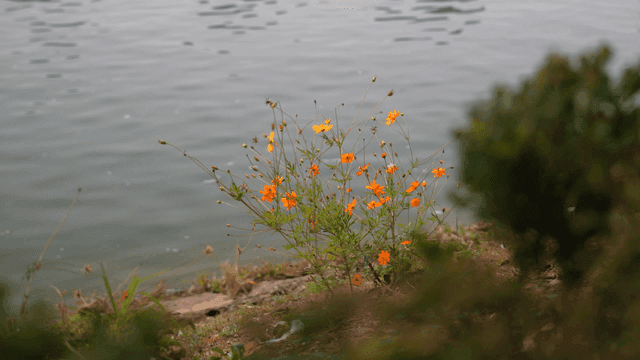 Wildflowers blooming by a calm lakeside
