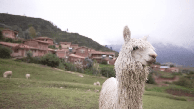 시골 마을에 서 있는 알파카