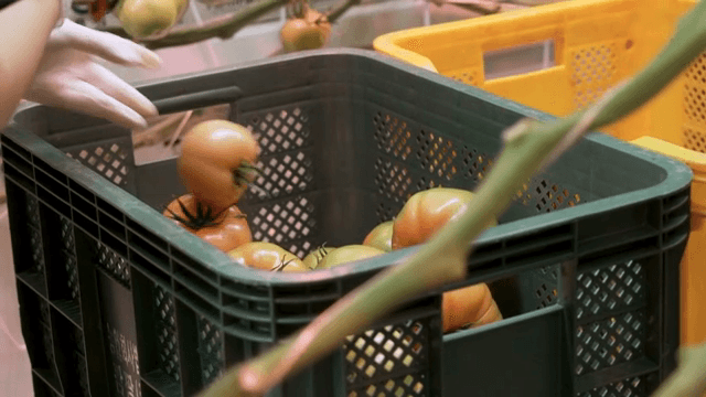 온실에서 상자에 담긴 토마토