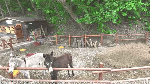 A small farm with donkeys in a pen
