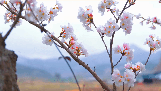 가지에 만개한 벚꽃