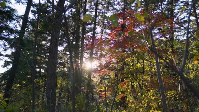 Sunlight filtering through an autumn forest