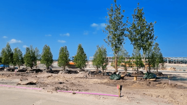 건설 현장에 심어진 나무들