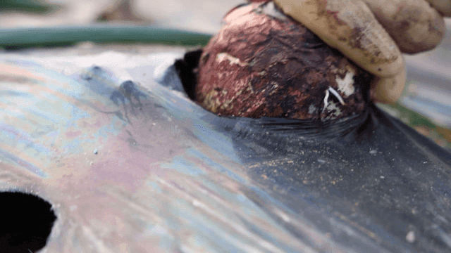Hands of farmer harvesting onions