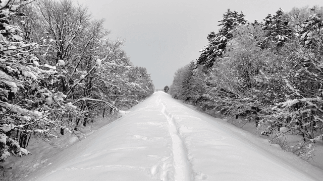 Path stretching through middle of snow-covered forest