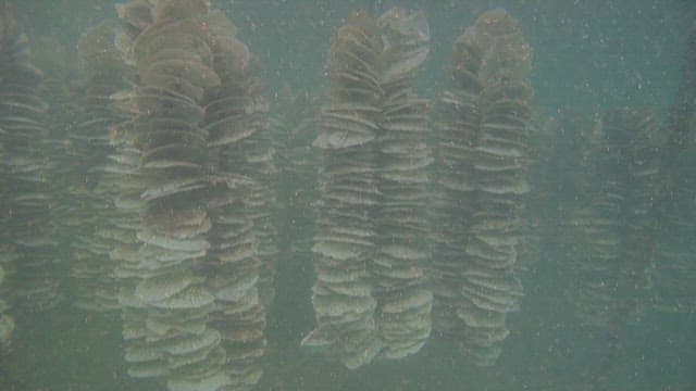 Underwater view of a scallop farm