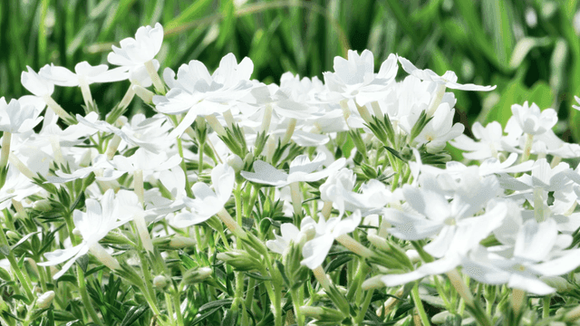 White flowers blooming in a green field
