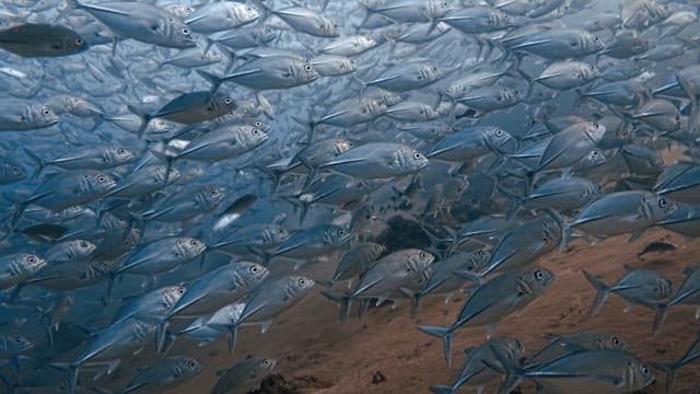 Silver Waves Created by Schools of Horse Mackerel