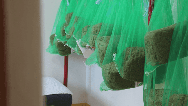 실내에 매달린 발효된 메주