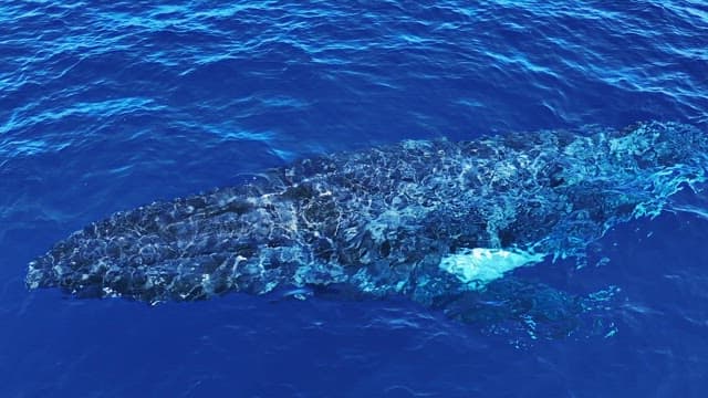 Humpback whale swimming in the deep blue ocean