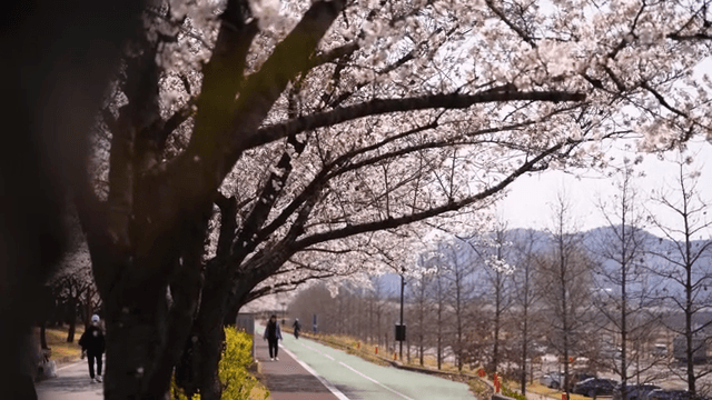 Cherry blossoms along a scenic pathway
