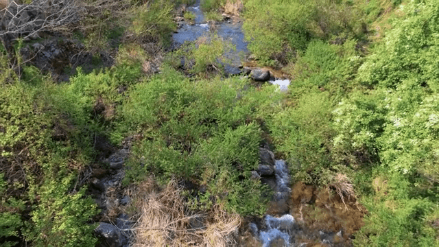 푸른 숲을 흐르는 고요한 시냇물