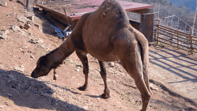 Camels grazing on hill