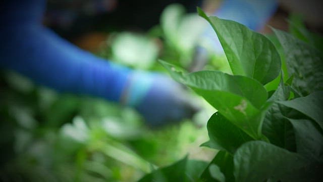 Farmer harvesting lush, green sweet potato stem