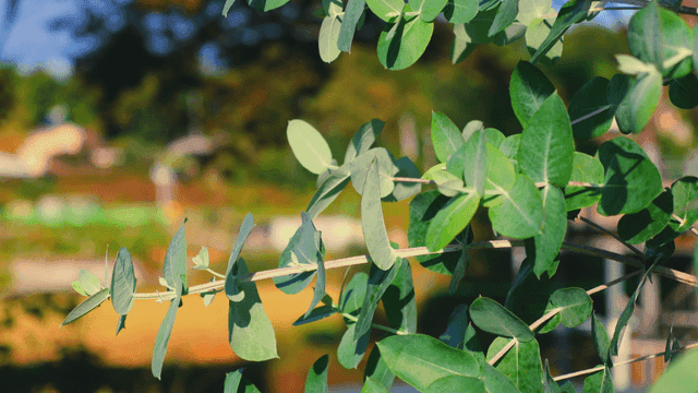 Green leaves in a sunny outdoor setting