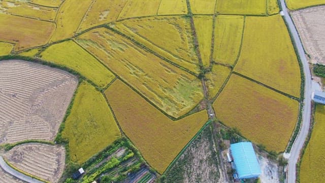 Expansive fields with a rural road