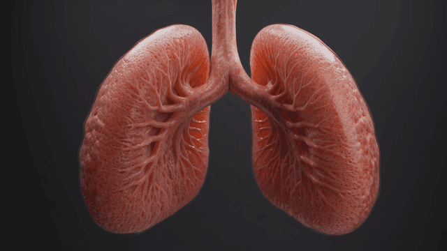 Detailed view of human lung