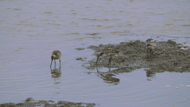 Sandpipers foraging in the shallow tidal sea