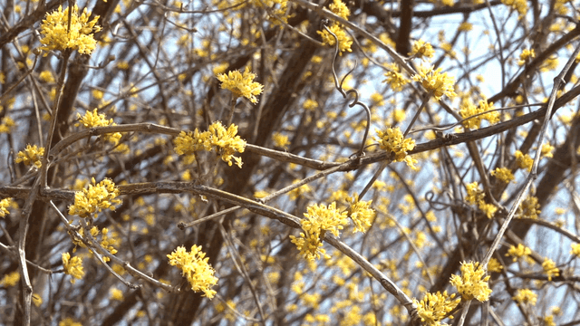 Yellow flowers blooming on tree branches