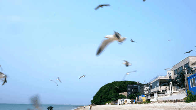 해변 위를 나는 갈매기들