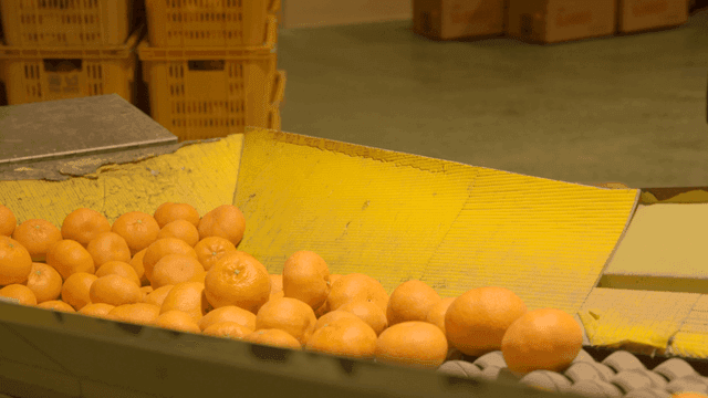Worker sorting tangerines at factory