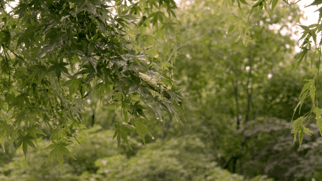 Raindrops on green leaves in a forest
