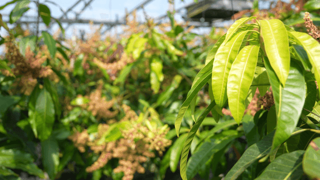 Greenhouse with lush mango trees