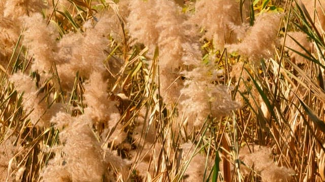 Tall reeds swaying in the breeze on a sunny day