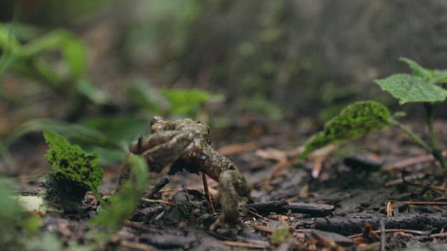 자연 서식지에서 개구리