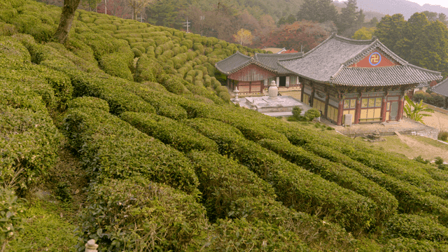 Traditional temple next to green tea field.