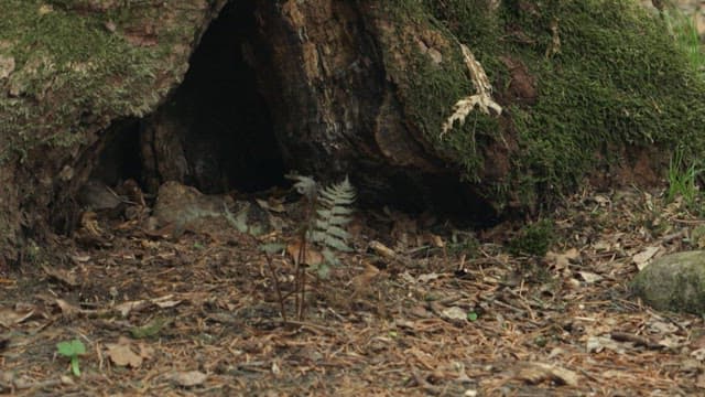 Squirrel entering a tree hole