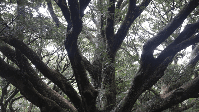 넓게 뻗은 두꺼운 가지를 가진 큰 나무