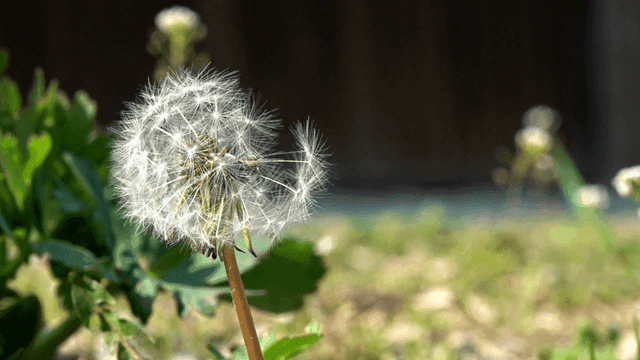 Dandelions on lawn