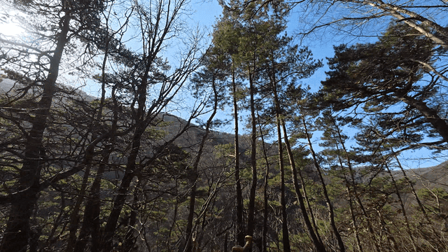A forest path with tall trees and sunlight