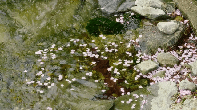 물 위에 떠 있는 벚꽃 잎