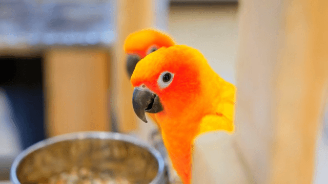 먹이 그릇 근처의 화려한 앵무새