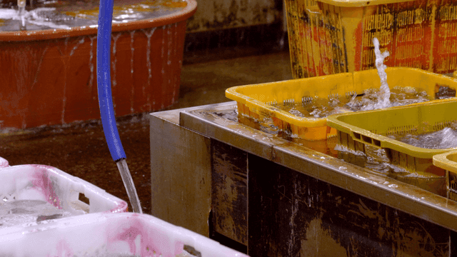 Fish in yellow basket
