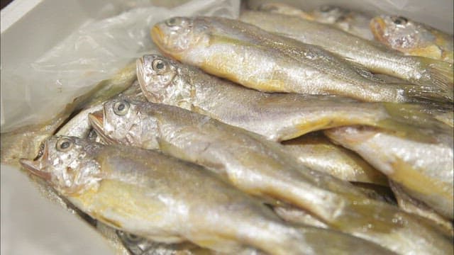 신선한 조기가 쌓인 상자