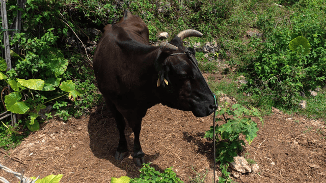 Black cow standing in grass