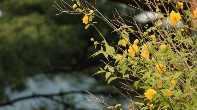 가지에 피어있는 노란 꽃들