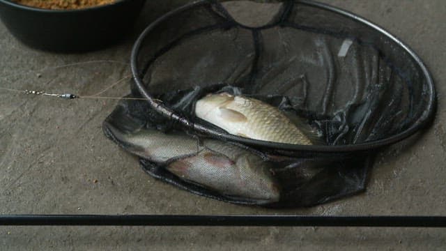 그물망에 잡힌 물고기가 뻐끔거리는 모습