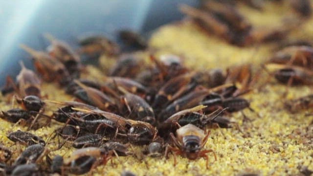 사육장의 톱밥 위에 모여 있는 귀뚜라미들