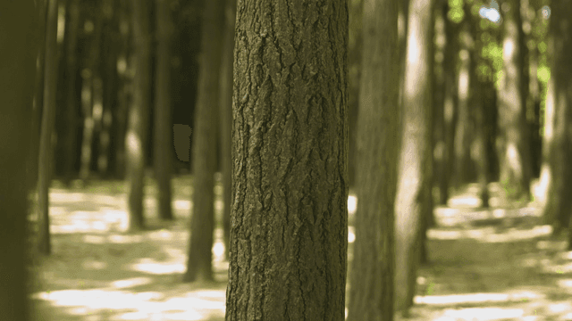 키 큰 나무가 있는 고요한 숲