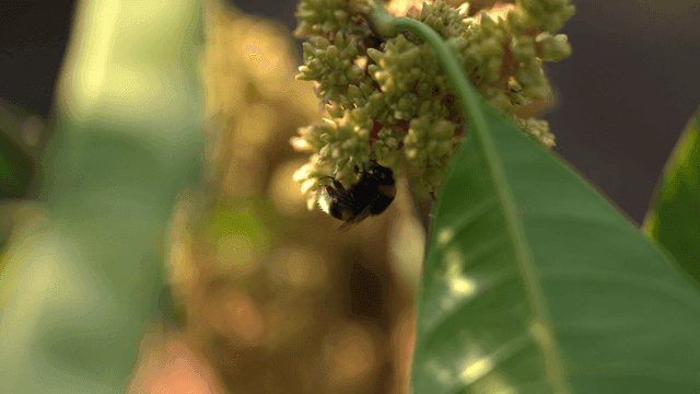 Bumblebees collecting nectar from flowers