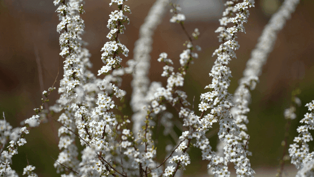 White blossoms on branches in spring