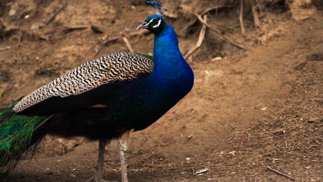 Vibrant peacock standing on dirt at the base of a tree