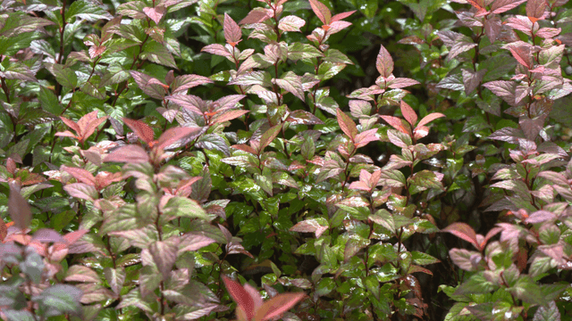 Lush green and red leaves with dew