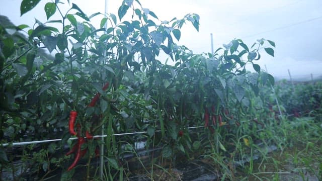 Red pepper plants in a rainy pepper field