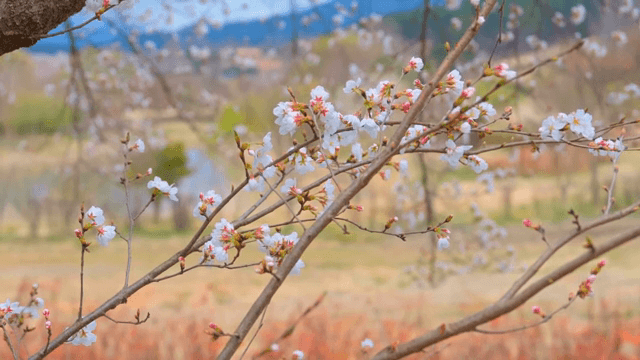 봄에 피어나는 벚꽃