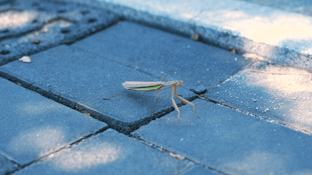 포장된 인도 위의 사마귀